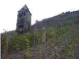 A medieval wall tower in the midst of a vineyard