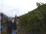 Walking through the vineyard