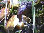 NOT a wildflower.  Slug munches a mushroom outside Trummelbach Falls.