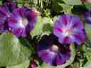 Not-so-wild flower Not-so-wild flower