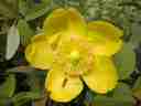 And another flower (and its hanger-on) And another flower (and its hanger-on)