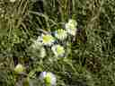 misc wildflowers misc wildflowers