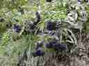 wild berries wild berries