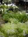 beautiful assortment of greens beautiful assortment of greens