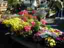 A typical Provencal assortment of flowers