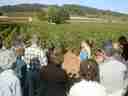 Annie tells us about Burgundian vineyards