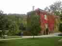 The ivy covers everything in hues of flaming red The ivy covers everything in hues of flaming red