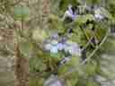 Some tiny flowers climb an abbey wall Some tiny flowers climb an abbey wall