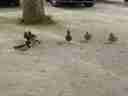 Ducks must be pretty stupid to hang around in France! Ducks must be pretty stupid to hang around in France!