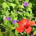 hibiscus and morning glories (?) in a public garden above the port hibiscus and morning glories (?) in a public garden above the port
