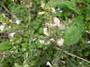 snail buffet