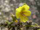 flora 1