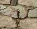 lizard on the wall