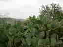 Fichi d'India = prickly pear, ubiquitous in southern Italy!